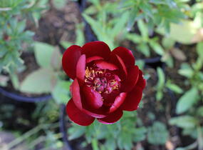 Pivoňka bělokvětá 'Buckeye Belle' - Paeonia lactiflora 'Buckeye Belle'