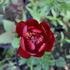 Paeonia lactiflora 'Buckeye Belle'.JPG