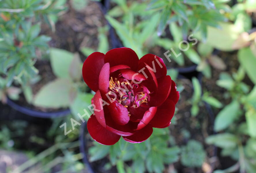Pivoňka bělokvětá 'Buckeye Belle' - Paeonia lactiflora 'Buckeye Belle'