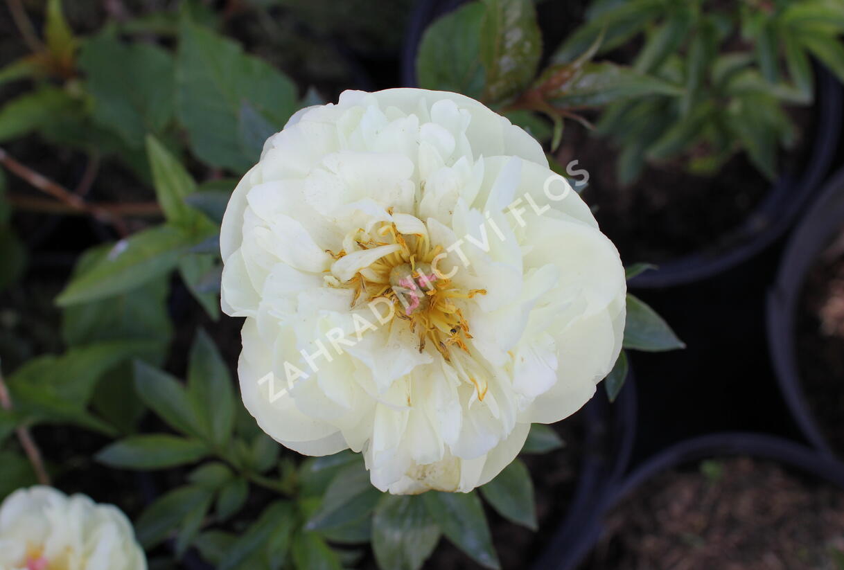 Pivoňka bělokvětá 'Lemon Chiffon' - Paeonia lactiflora 'Lemon Chiffon'