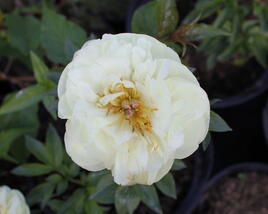 Pivoňka bělokvětá 'Lemon Chiffon'