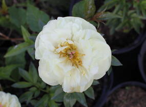Pivoňka bělokvětá 'Lemon Chiffon' - Paeonia lactiflora 'Lemon Chiffon'