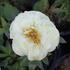 Paeonia lactiflora 'Lemon Chiffon'.JPG