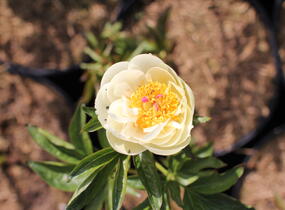 Pivoňka bělokvětá 'Yellow Sedmidouble' - Paeonia lactiflora 'Yellow Semidouble'