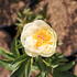Paeonia lactiflora 'Yellow Semidouble'_1.JPG