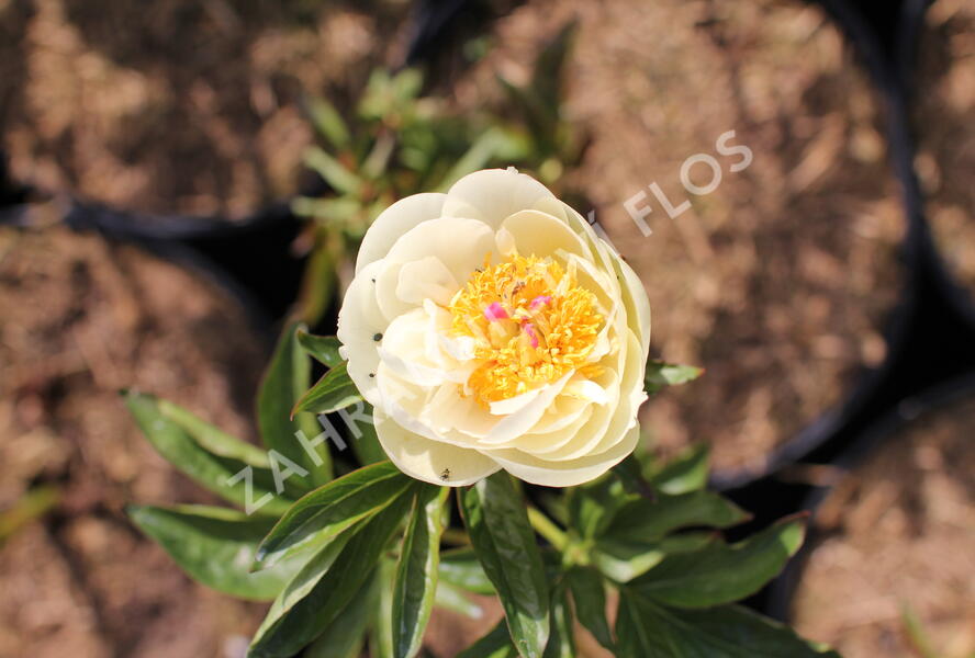 Pivoňka bělokvětá 'Yellow Sedmidouble' - Paeonia lactiflora 'Yellow Semidouble'