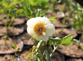 Pivoňka bělokvětá 'Yellow Sedmidouble' - Paeonia lactiflora 'Yellow Semidouble'