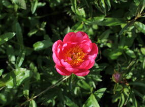 Pivoňka bělokvětá 'Cytherea' - Paeonia lactiflora 'Cytherea'