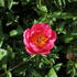 Paeonia lactiflora 'Cytherea'_1.JPG