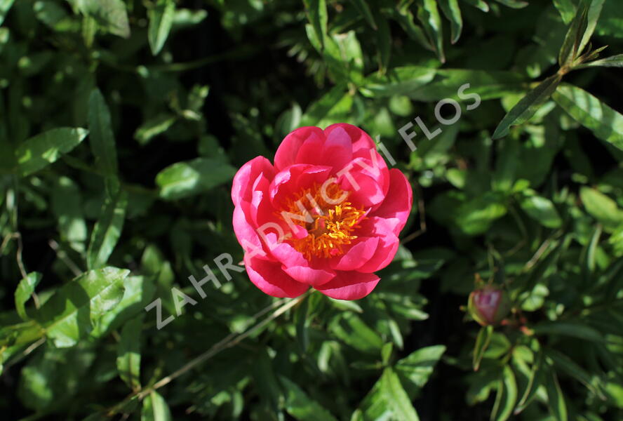 Pivoňka bělokvětá 'Cytherea' - Paeonia lactiflora 'Cytherea'