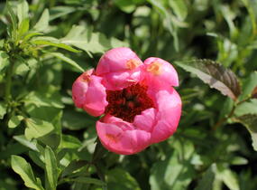 Pivoňka bělokvětá 'Cytherea' - Paeonia lactiflora 'Cytherea'