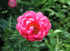 Pivoňka bělokvětá 'Cytherea' - Paeonia lactiflora 'Cytherea'