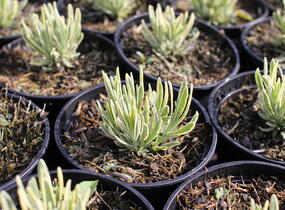 Levandule úzkolistá 'Platinum Blonde' - Lavandula angustifolia 'Platinum Blonde'