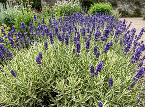 Levandule úzkolistá 'Platinum Blonde' - Lavandula angustifolia 'Platinum Blonde'