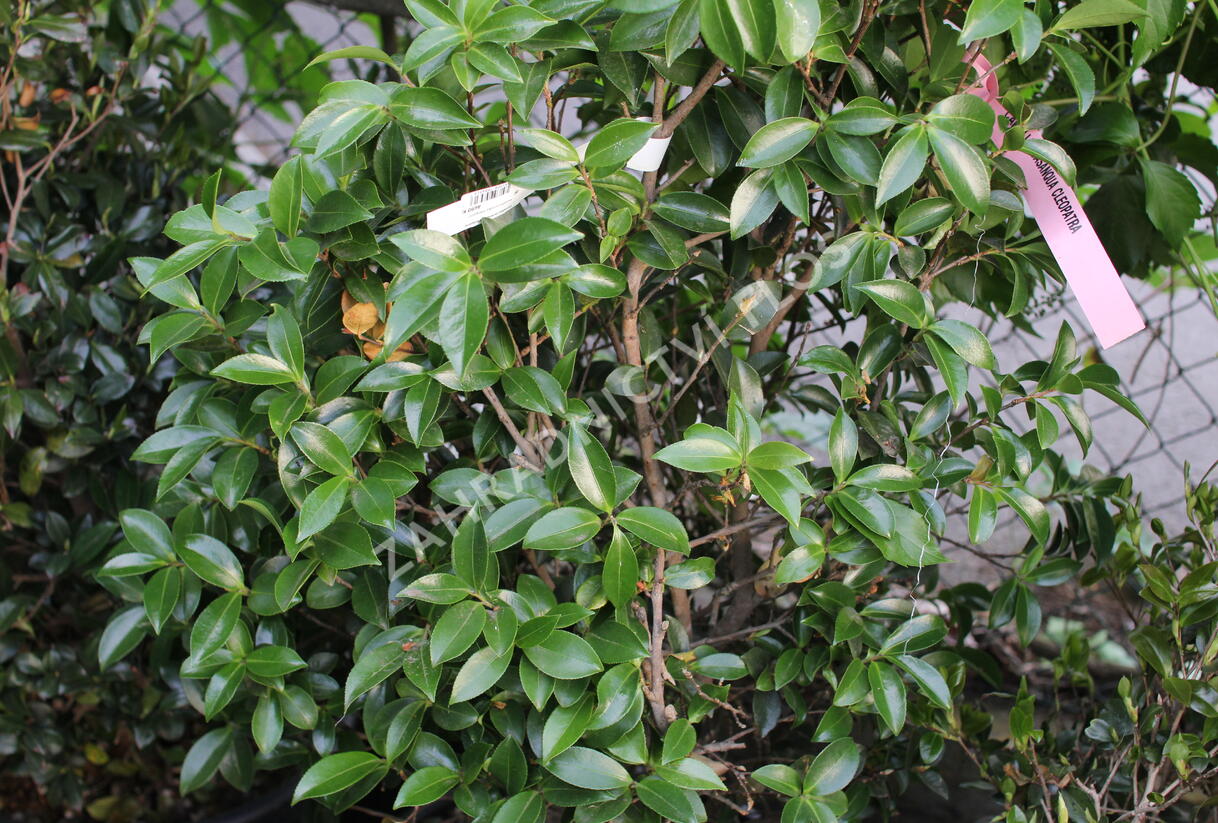 Kamélie sazanka 'Cleopatra' - Camellia sasanqua 'Cleopatra'
