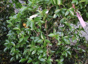 Kamélie sazanka 'Cleopatra' - Camellia sasanqua 'Cleopatra'