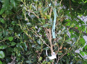 Kamélie sazanka 'Hinode-gumo' - Camellia sasanqua 'Hinode-gumo'