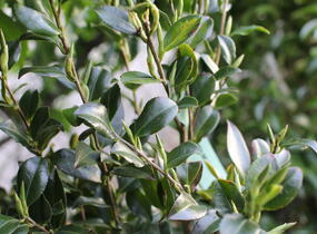 Kamélie sazanka 'Hinode-gumo' - Camellia sasanqua 'Hinode-gumo'