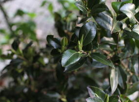 Kamélie sazanka 'Hinode-gumo' - Camellia sasanqua 'Hinode-gumo'
