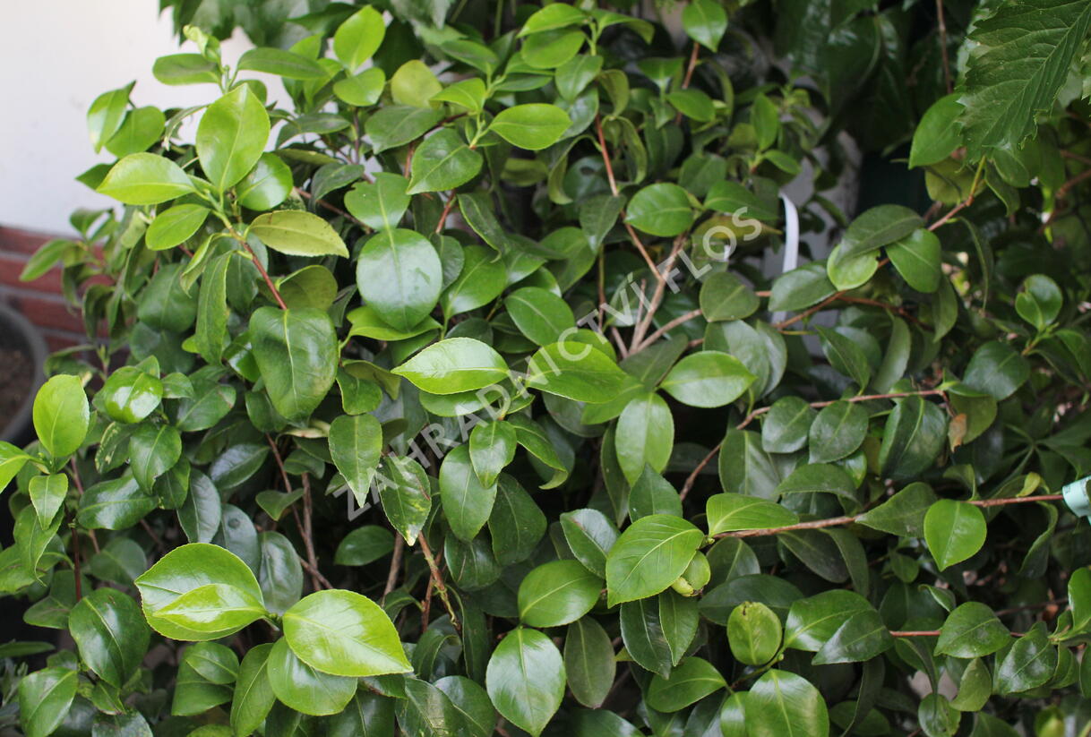 Kamélie japonská 'Bokuhan' - Camellia japonica 'Bokuhan'
