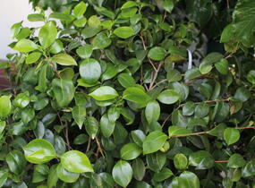 Kamélie japonská 'Bokuhan' - Camellia japonica 'Bokuhan'
