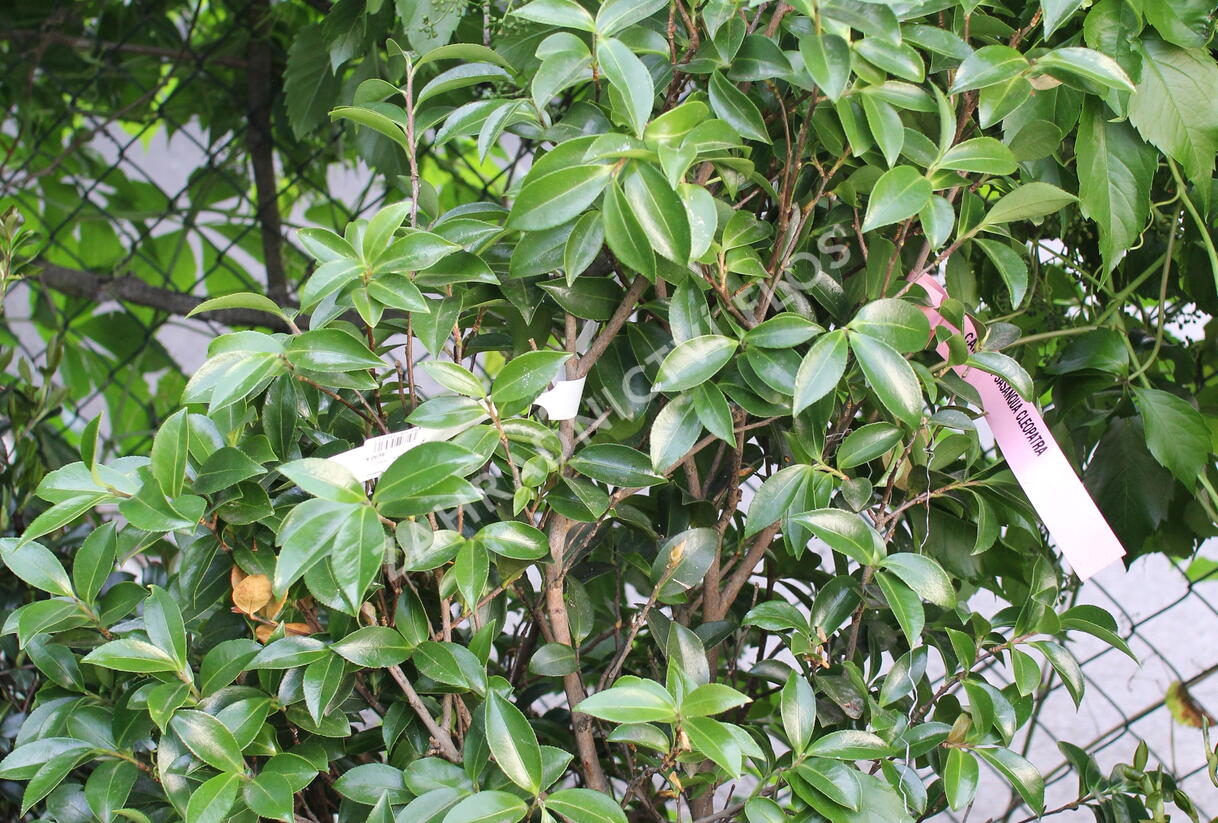 Kamélie sazanka 'Cleopatra' - Camellia sasanqua 'Cleopatra'
