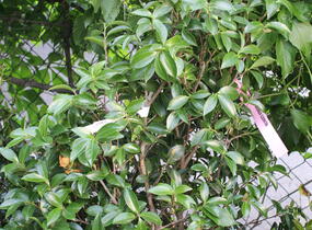 Kamélie sazanka 'Cleopatra' - Camellia sasanqua 'Cleopatra'