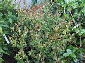Kamélie sazanka - Camellia sasanqua