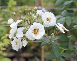 Růže pnoucí 'Rambling Rector'