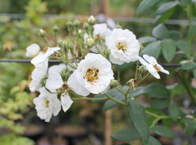 Růže pnoucí 'Rambling Rector' - Rosa PN 'Rambling Rector'