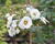 Růže pnoucí 'Rambling Rector'