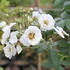 Rosa PN 'Rambling Rector'.JPG