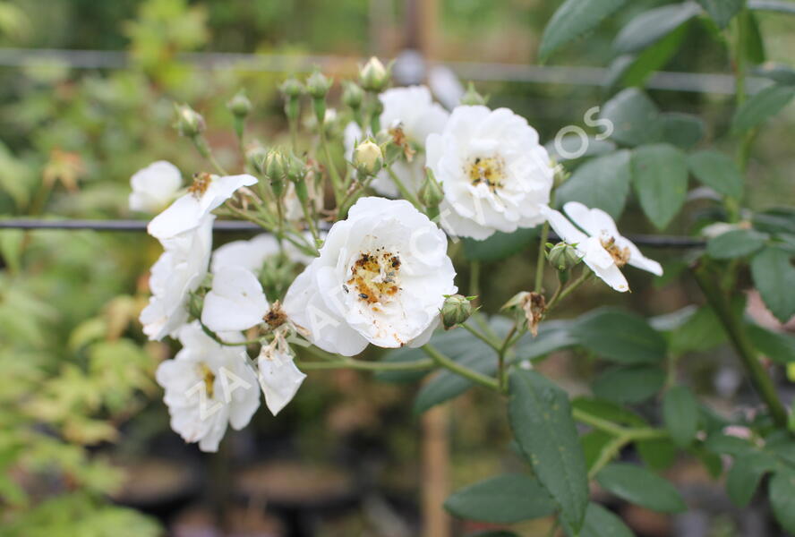 Růže pnoucí 'Rambling Rector' - Rosa PN 'Rambling Rector'