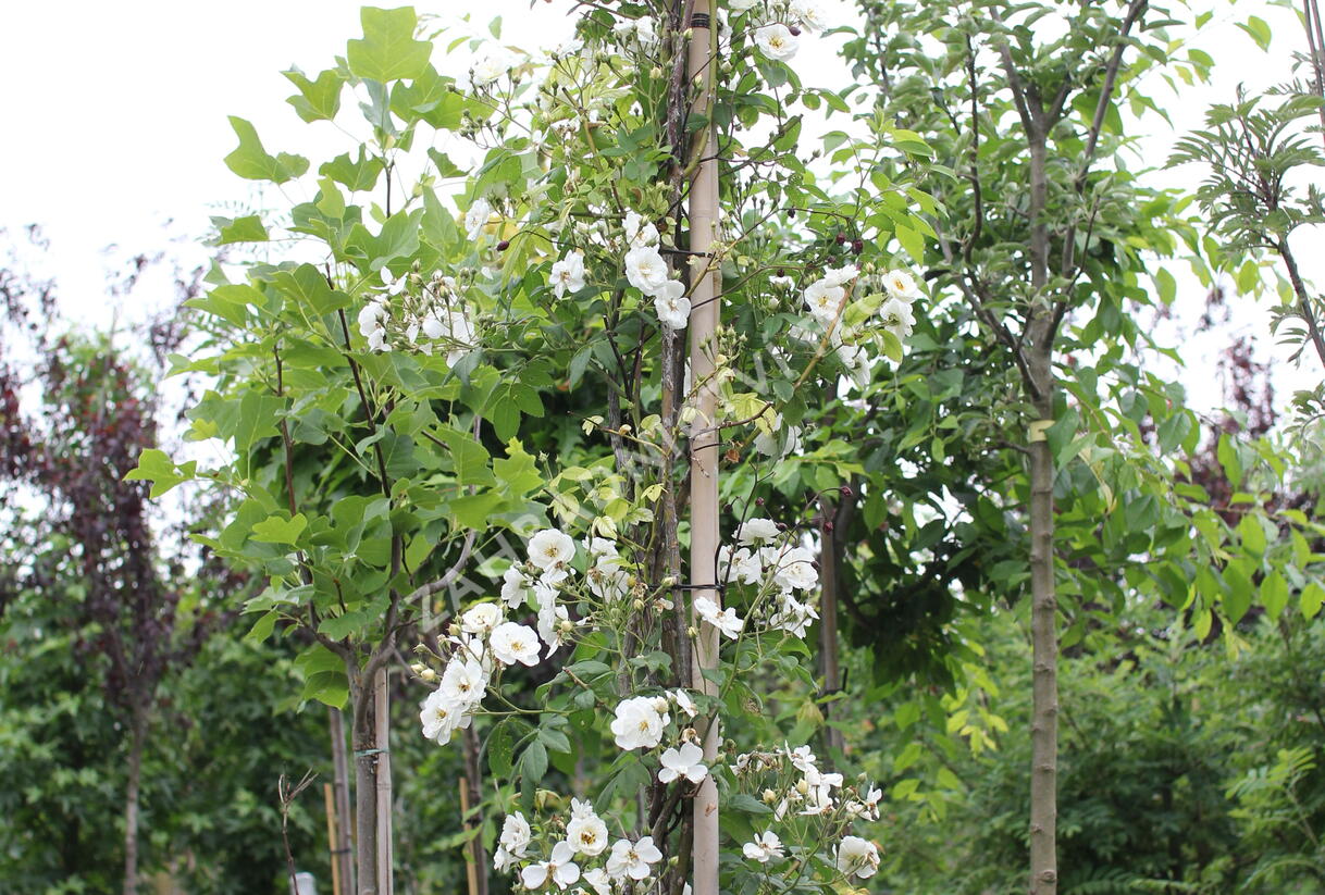 Rumbling Rector Róza Růže pnoucí 'Rambling Rector' - Rosa PN 'Rambling Rector ...