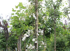 Růže pnoucí 'Rambling Rector' - Rosa PN 'Rambling Rector'