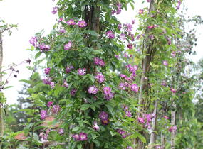 Růže pnoucí 'Veilchenblau' - Rosa PN 'Veilchenblau'
