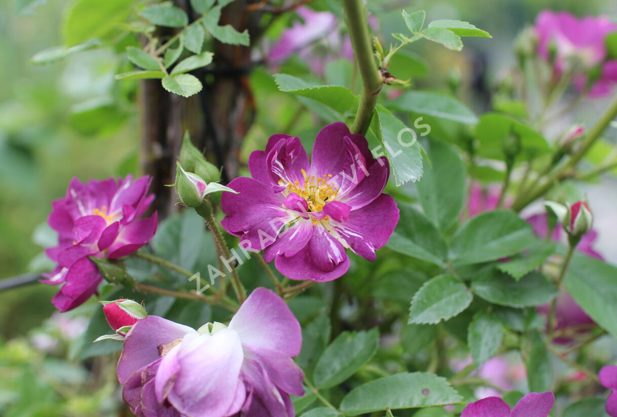 Růže pnoucí 'Veilchenblau' - Rosa PN 'Veilchenblau'