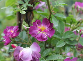 Růže pnoucí 'Veilchenblau' - Rosa PN 'Veilchenblau'