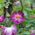 Rosa PN 'Veilchenblau'.JPG