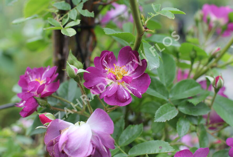 Růže pnoucí 'Veilchenblau' - Rosa PN 'Veilchenblau'