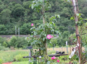 Růže pnoucí 'American Pillar' - Rosa PN 'American Pillar'