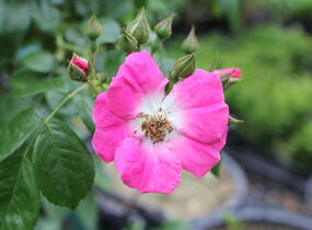Růže pnoucí 'American Pillar' - Rosa PN 'American Pillar'