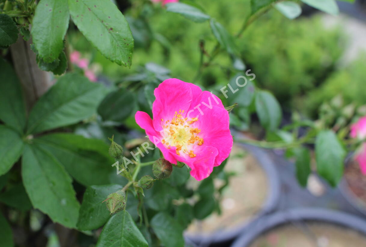 Růže pnoucí 'American Pillar' - Rosa PN 'American Pillar'