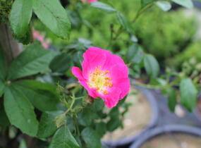 Růže pnoucí 'American Pillar' - Rosa PN 'American Pillar'