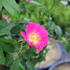 Rosa PN 'American Pillar'.JPG