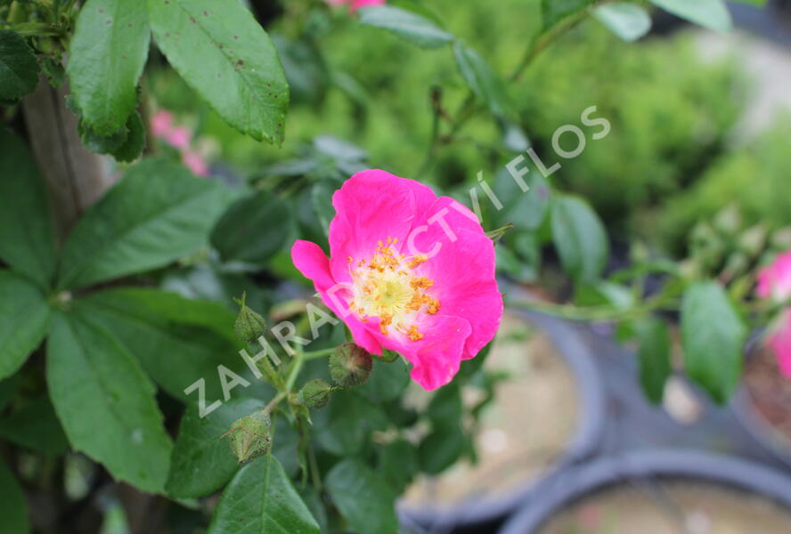 Růže pnoucí 'American Pillar' - Rosa PN 'American Pillar'