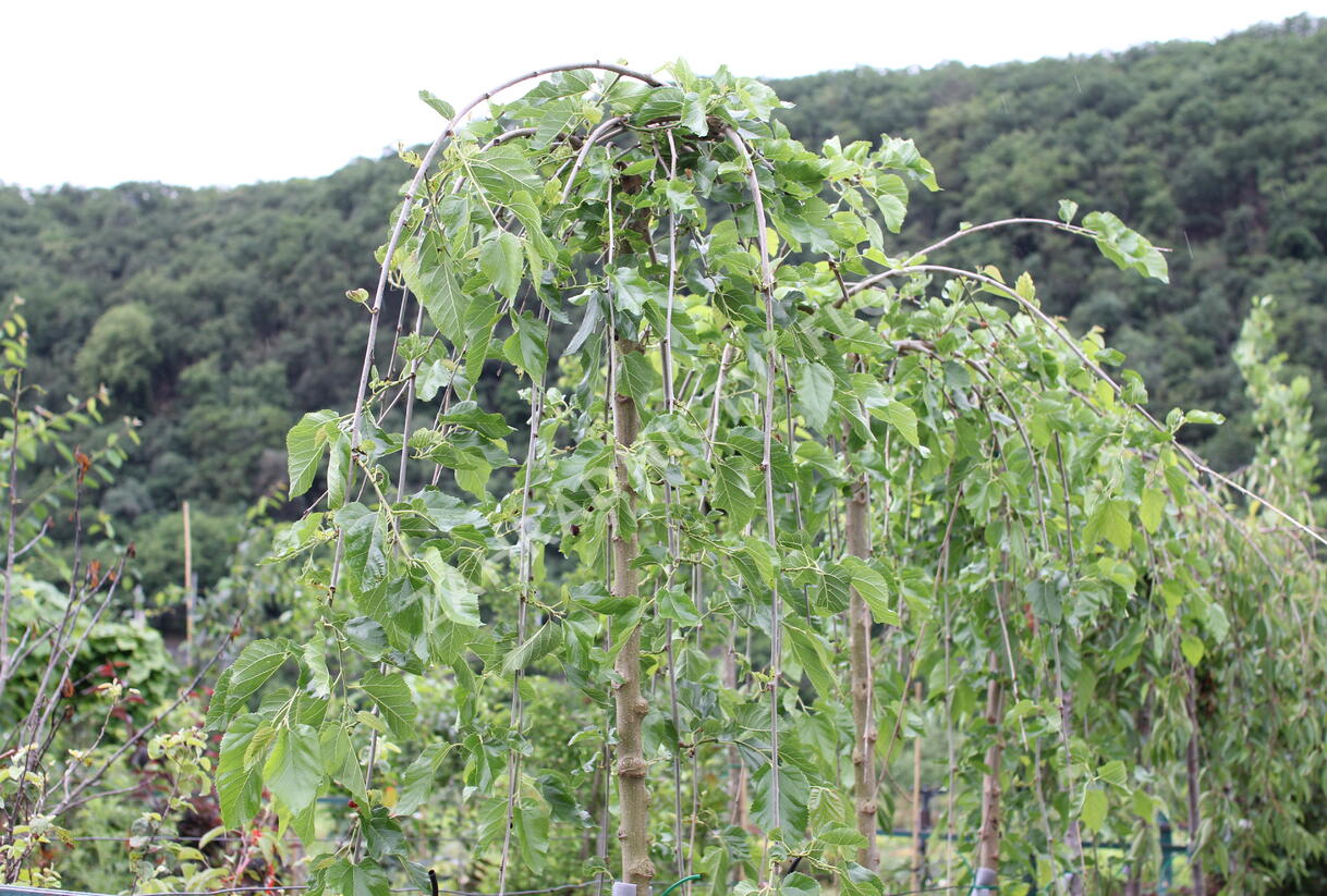 Morušovník bílý 'Pendula' - Morus alba 'Pendula'