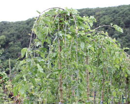 Morušovník bílý 'Pendula'