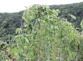 Morušovník bílý 'Pendula' - Morus alba 'Pendula'
