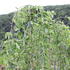 Morus alba 'Pendula'.JPG